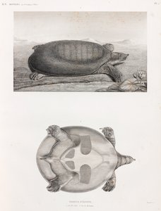 Vue latérale et inférieure d