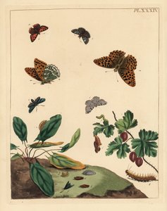 Papillon nacré, Argynnis paphia, zygène de la spirée, Adscita statices, ou phalène de la groseille, Halia vauaria, petit cuivré, Lycaena phlaeas, hespérie de la houque, Erynnis tages, et groseillier, Ribes grossularia