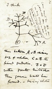 Croquis de Charles Darwin (1809-1882) de son premier carnet « Transmutation des espèces » : c