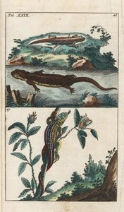Triton lisse ou commun et lézard des sables - Eau-forte par Gottlieb Tobias Wilhelm (1758-1811), de l