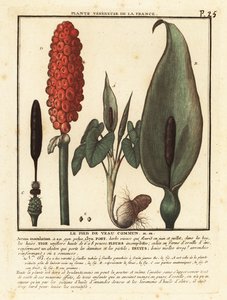 Gouet tacheté, Arum maculatum