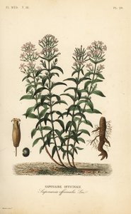 Saponaire officinale, Saponaria officinalis