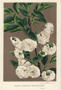 Cerisier acide, Prunus cerasus (caproniana ranunculiflora). Lithographie coloriée à la main de Flowers of the Gardens and Hothouses of Europe, Flore des Serres et des Jardins de l