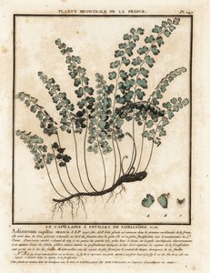 Capillaire de Montpellier, Adiantum capillus-veneris