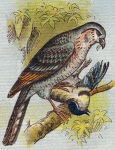 Moineau. Gravure dans "Alphabet de ma petite fille". Bernardin-Bechet et Fils, libraires-éditeurs, Paris, vers 1895. Album incassable sur toile. Bibliothèque des Bébés. 12 pages. Album contenant une méthode de lecture et un abécédaire illustratif. - Unbekannt