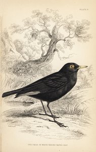 Tyran à lunettes, Hymenops perspicillatus (Tyran à ailes blanches, Perspicilla leucoptera). Gravure sur acier coloriée à la main par William Lizars d