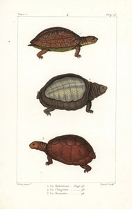 Tortue à pattes tachetées, Rhinoclemmys punctularia, tortue à carapace molle indienne, Lyssemys punctata, et tortue casquée nord-africaine, Pelomedusa subrufa olivacea - Unbekannter Künstler