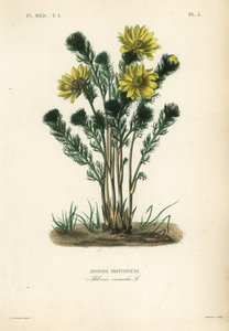 Adonide printanière, Adonis vernalis