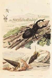 Lucane cerf-volant, Lucanus cervus 1, Cerithium sulcatum et Rhinoclavis aspera mollusques 3,4, Cerocoma elateroides 5 et Keroplatus tipuloides guêpe 6 - Unbekannt