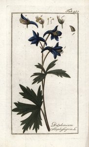 Staphisaigre ou herbe aux poux, herbe à la goutte ou vigne sauvage (Delphinium staphisagria) - Unbekannter Künstler