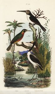Cigogne, Jabiru mycteria, jacamar à queue rousse, Galbula ruficauda et jacamar à trois doigts, Jacamaralcyon tridactyla
