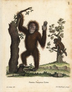 Orang-outan de Sumatra, Pongo abelii - Unbekannter Künstler
