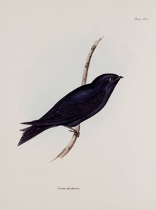 Hirondelle ou martinet, Amérique du Sud, vers 1832-1836