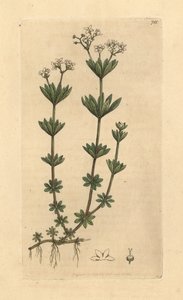 Gaillet odorant, Galium odoratum (Aspérule odorante)