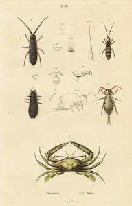 Crabe nageur et collemboles - Unbekannter Künstler