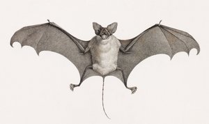 Taphien Filet, chauves-souris d