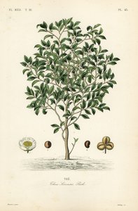 Théier, Camellia sinensis