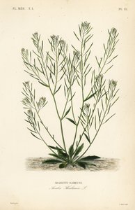 Arabette des dames, Arabidopsis thaliana
