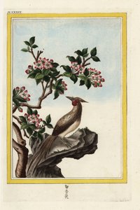 Le pommier de Chine. Pommier chinois, Malus prunifolia