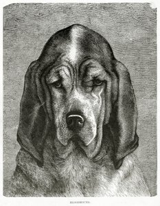 Le chien de Saint-Hubert. 1902 (litho) - Unknown