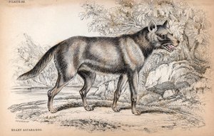 Le Chenu ou Renard du Brésil, Lycalopex vetulus - Lithographie par le Colonel Charles Hamilton Smith pour illustrer la Bibliothèque du Naturaliste: Chiens par Sir William Jardine, édition W. H Lizars, Édimbourg, Écosse