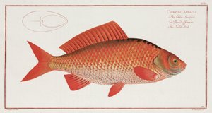 Le Poisson rouge - Unbekannter Künstler