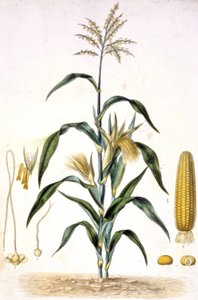 Le maïs, c.1880-1900 (gravure)