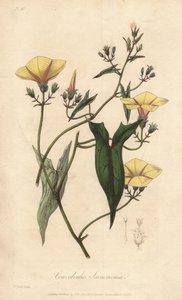 Scammonee (Convolvulus scammonia) - Illustration de “Botanique médicale, description des plantes médicinales de Londres, Édimbourg et Dublin” par John Stephenson et James Morss Churchill - Unbekannter Künstler