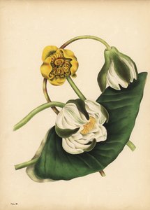 Le nénuphar blanc, Nymphaea odorata, et le nénuphar jaune, Nuphar lutea, Silence