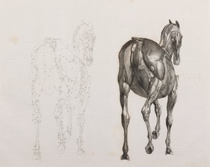 Troisième couche disséquée d