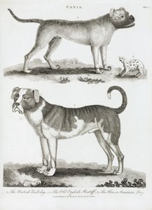 Trois types de chien
