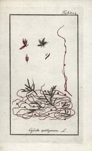 Cuscute du thym ou petite fleur de cuscute (Cuscuta epithymum). Lithographie de « Afbeelding der Artseny-Gewassen » par Johannes Zorn (1739-1799), Pays-Bas