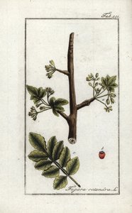 Gomme tomenteuse ou tacamahac (Elaphrium tomentosum) - Unbekannter Künstler