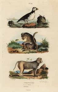 Macaque à toque, Macaca sinica, en danger, macaque rhésus, Macaca mulatta, et starique perroquet, Aethia psittacula - Unbekannt
