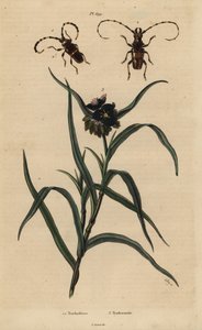 Trachyderes succinctus, Trachyderes mandibularis et Tradescantia virginiana