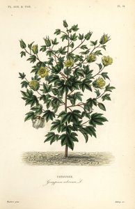 Cotonier en arbre, Gossypium arboreum - Unbekannt