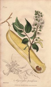Arbre à fièvres (Myroxylon peruiferum) - Illustration de “Botanique médicale, description des plantes médicinales de Londres, Édimbourg et Dublin” par John Stephenson et James Morss Churchill - Unbekannter Künstler