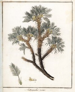 Véritable Astragale - Lithographie par F. Guimpel, extraite de la botanique médicale de Friedrich Gottlob Haynes (1763-1832), Berlin - Unbekannter Künstler