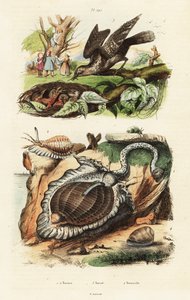 Coquilles de tun et torcol fourmilier - Unbekannter Künstler