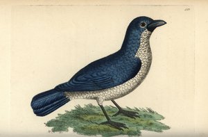 Boubou de Turati, Laniarius turatii (Pie-grièche bleue, Lanius bicolor) - Unbekannter Künstler