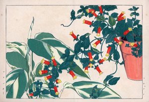 Manettie bicolore en pot et dicadame ou herbe à flèches. Vigne pétard, Manettia bicolor, en pot de fleurs et arrow-root, Maranta arundinacea. Gravure sur bois colorée à la main de l