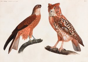 Deux illustrations en couleur d