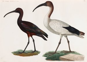 Deux illustrations en couleur d