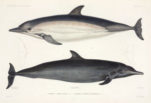 Deux types de dauphins