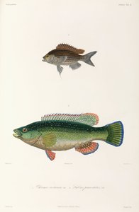 Deux types de poissons, Mer Noire