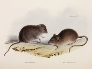 Deux types de souris, Amérique du Sud, vers 1832-1836 - Unbekannt