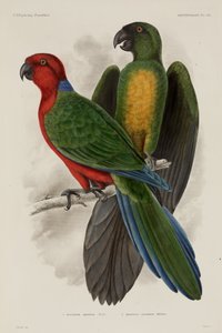 Deux types de perroquets, Fidji - Unbekannter Künstler