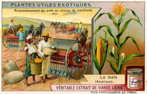 Plantes exotiques utiles : Maïs doux