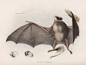 Chauve-souris vampire, Amérique du Sud, vers 1832-1836 - Unbekannter Künstler