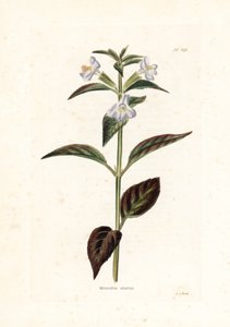 Variété de mimule - Unbekannter Künstler